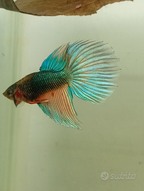 Betta omaggio giovani