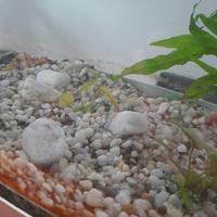 Ghiaia e piante finte per acquario