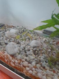 Ghiaia e piante finte per acquario