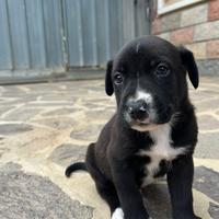 Cagnolino maschietto