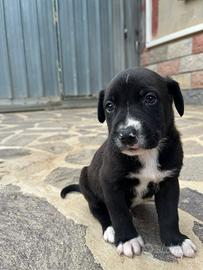 Cagnolino maschietto