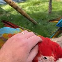 Ara chlorotpera ed altri pappagalli