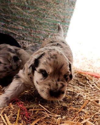 Cuccioli di pura razza Pastore Bergamasco