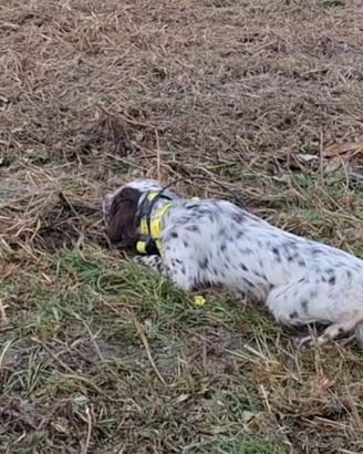Setter inglese