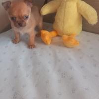 Chihuahua