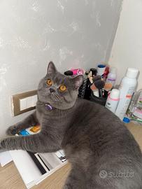 Maschio British ShortHair BLUE per accoppiamento