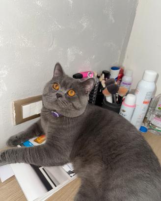 Maschio British ShortHair BLUE per accoppiamento