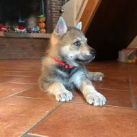 Cuccioli Cane lupo Cecoslovacco
