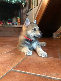 Cuccioli Cane lupo Cecoslovacco