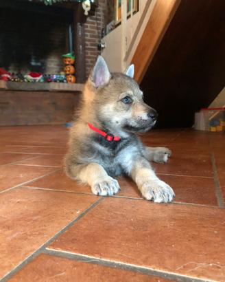 Cuccioli Cane lupo Cecoslovacco