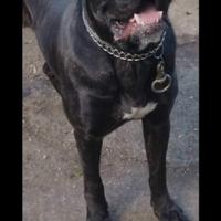 Cane corso originale