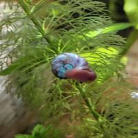 Planorbelle/Lumachine acquario miste