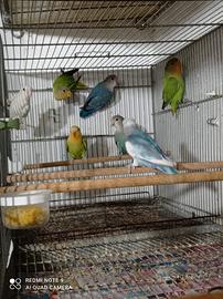 Inseparabili