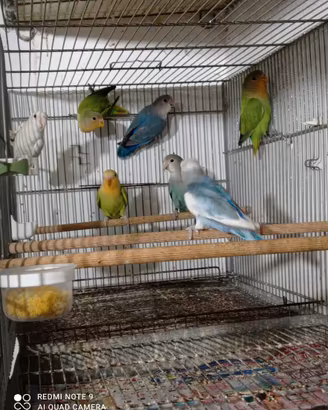 Inseparabili
