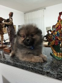 Spitz cucciolo morbidissimo