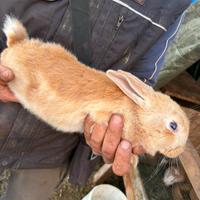 Coniglio cucciolo