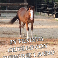 Criollo