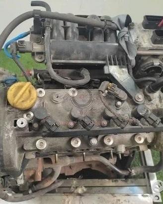 Lancia musa - 843a1000