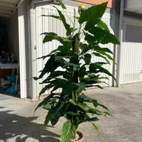 Pianta Artificiale di Alocasia a fusto alto