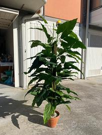 Pianta Artificiale di Alocasia a fusto alto