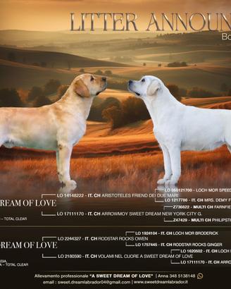 Cuccioli di labrador biondi con pedigree enci