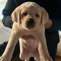 Cuccioli di labrador color miele