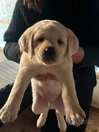 Cuccioli di labrador color miele