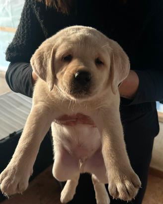 Cuccioli di labrador color miele