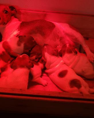 Cuccioli jack russel con pedigree