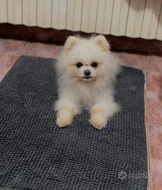 Spitz di Pomerania maschio