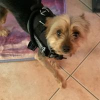 Yorkshire terrier puro per monta