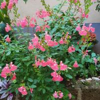 Salvia jamensis " Pluenn"