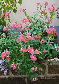 Salvia jamensis " Pluenn"