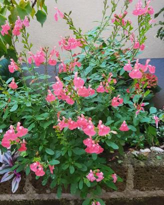 Salvia jamensis " Pluenn"