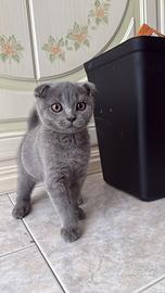 Gattini Scottish Fold e Straight