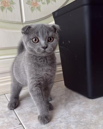 Gattini Scottish Fold e Straight