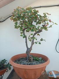 Bonsai Acero campestre 