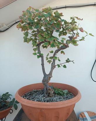 Bonsai Acero campestre 
