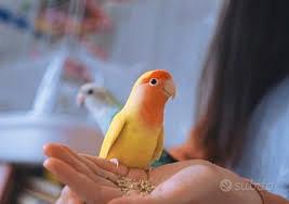 Pappagalli inseparabili