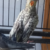 Pappagalli calopsiti