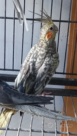 Pappagalli calopsiti