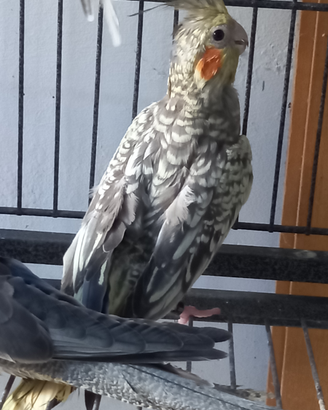 Pappagalli calopsiti