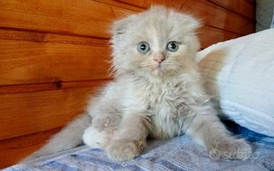 Scottish Fold femmina