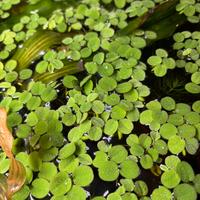 PIANTE PER ACQUARI O LAGHETTI SALVINIA MINIMA