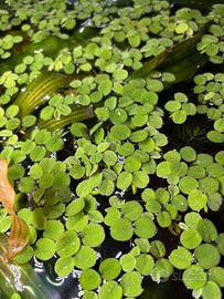 PIANTE PER ACQUARI O LAGHETTI SALVINIA MINIMA