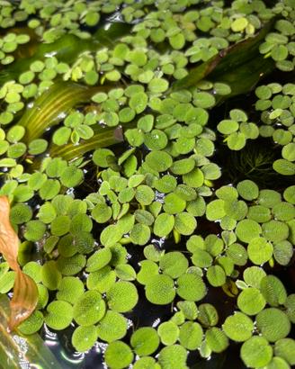 PIANTE PER ACQUARI O LAGHETTI SALVINIA MINIMA