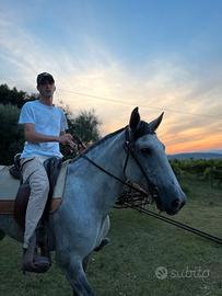 Cavallo