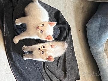 Gattini vari colori