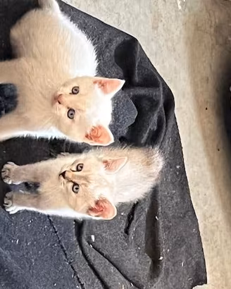 Gattini vari colori