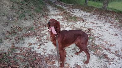 Setter irlandese maschio